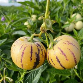 树上熟人参果500g/盒 | 水果