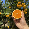 【严选】秭归现摘现发九月红果冻橙 3斤小果（果径60-65mm）尝鲜装   （厂家直发） 商品缩略图3