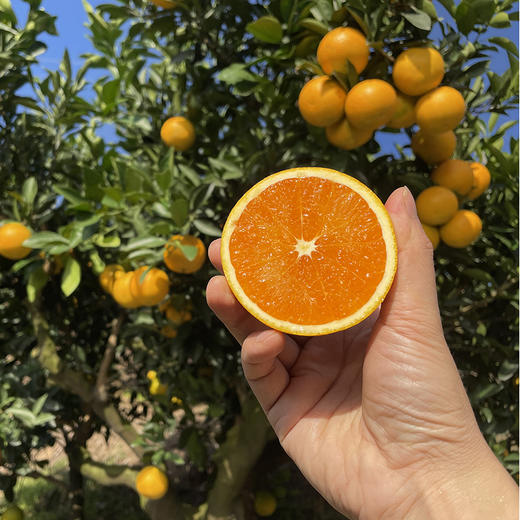 【严选】秭归现摘现发九月红果冻橙 3斤小果（果径60-65mm）尝鲜装   （厂家直发） 商品图3