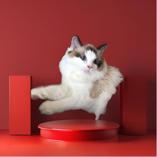 qwj多图商品-预发图片素材 商品图4