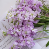 紫罗兰丨浅紫丨8+2支防损 商品缩略图1