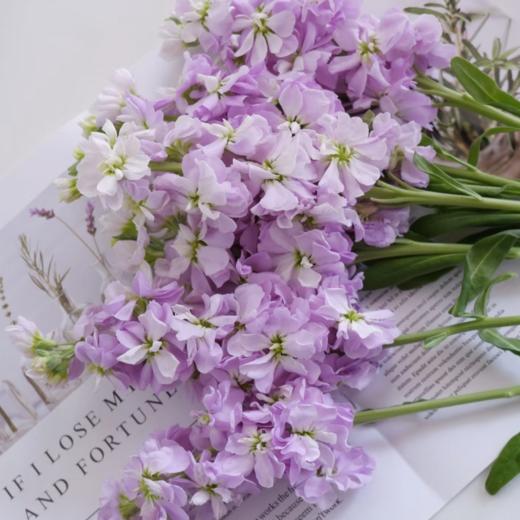 紫罗兰丨浅紫丨8+2支防损 商品图1