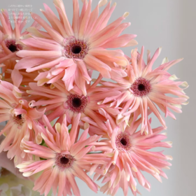 弗朗菊丨布拉格丨10支