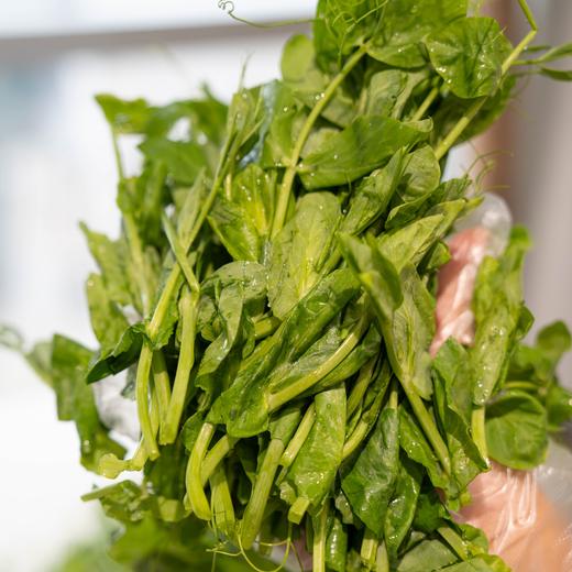 【斌哥优选】鲜嫩豌豆尖，四川人心尖尖上的爱。一叶一心，煮汤清炒涮火锅。 商品图3