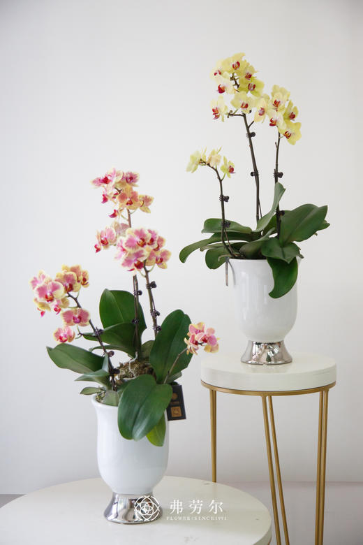 高脚电镀白花瓶（仅花瓶） 商品图1