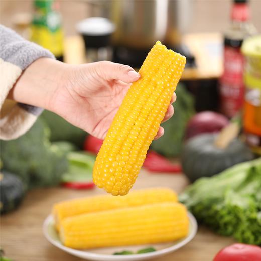 心选丨鹿大叔有机糯玉米 粘糯拉丝 老嫩适中 商品图4
