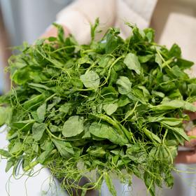 【斌哥优选】鲜嫩豌豆尖，四川人心尖尖上的爱。一叶一心，煮汤清炒涮火锅。