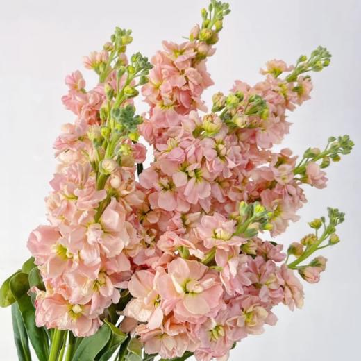 紫罗兰丨香槟丨8+2支防损 商品图0