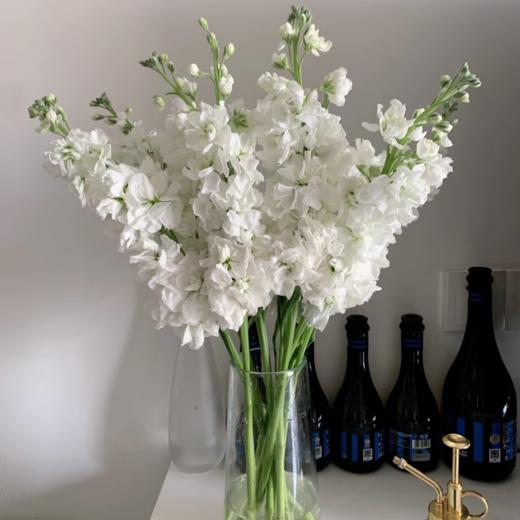 紫罗兰丨纯白丨8+2支防损 商品图2