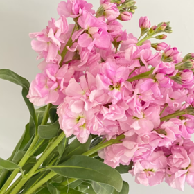 紫罗兰丨浅粉丨8+2支防损