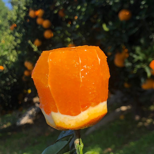 【严选】秭归现摘现发九月红果冻橙 3斤小果（果径60-65mm）尝鲜装   （厂家直发） 商品图5