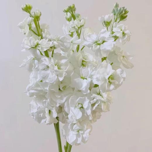 紫罗兰丨纯白丨8+2支防损 商品图1