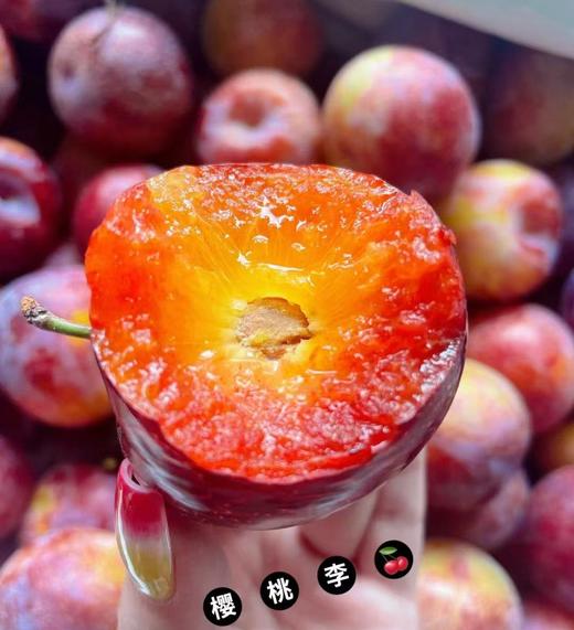 晚熟高山脆蜜樱桃李 |水果 商品图0