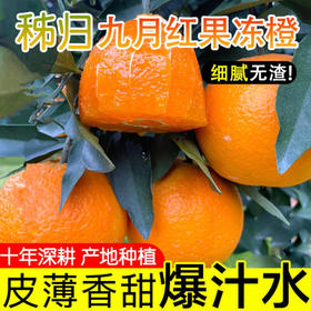 【严选】秭归现摘现发九月红果冻橙 3斤小果（果径60-65mm）尝鲜装   （厂家直发）