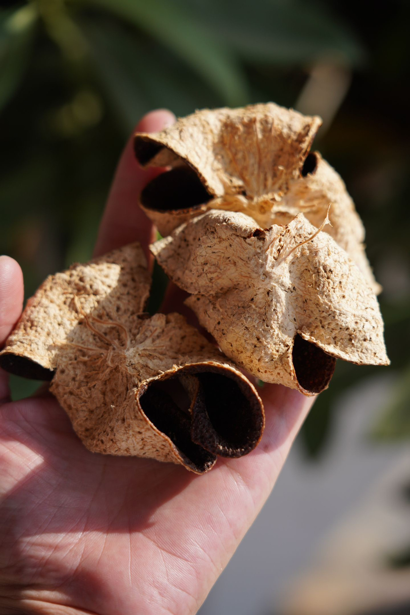 2020东甲新会陈皮250克