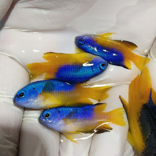 金腹雀 商品图0