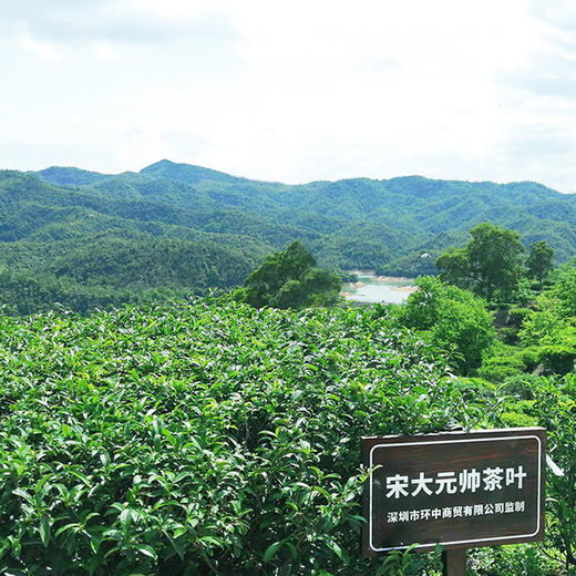 宋大元帅丨幽兰 蜜兰香 凤凰单丛 乌龙茶 一级 125g 罐装 商品图4