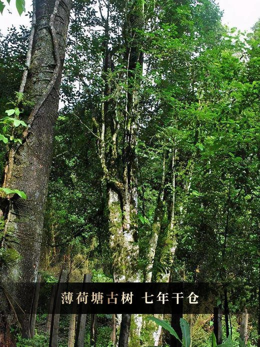 【黑珍珠】2017年薄荷塘古树熟茶龙珠 七年干仓贮存 怎么泡都好喝！普洱熟茶龙珠 280克/罐 拍5发6拍20发25 商品图10