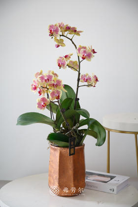 古铜色花盆（仅花器）