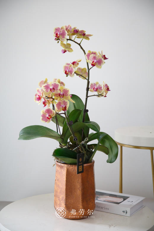 古铜色花盆（仅花器） 商品图0