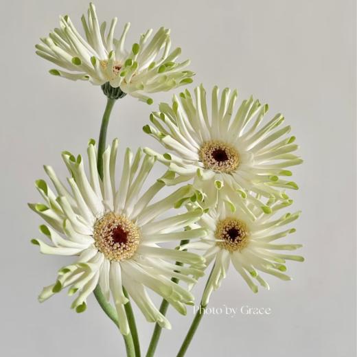 弗朗菊丨威尼斯丨10支 商品图1