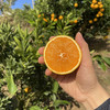 【严选】秭归现摘现发九月红果冻橙 3斤小果（果径60-65mm）尝鲜装   （厂家直发） 商品缩略图2