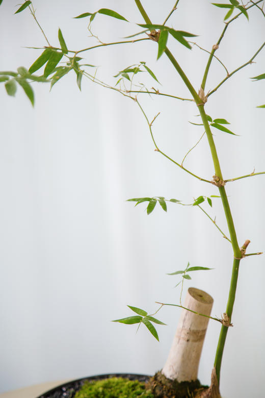 黑色盆勒竹盆栽 商品图3