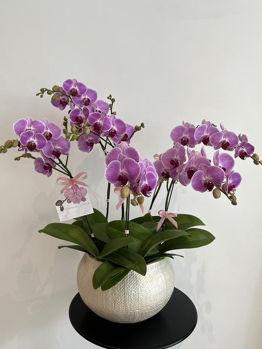 四季良辰 · 蝴蝶兰盆栽（大碗6株） 商品图3