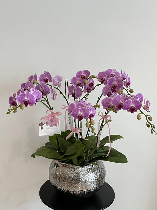 四季良辰 · 蝴蝶兰盆栽（大碗6株） 商品图2