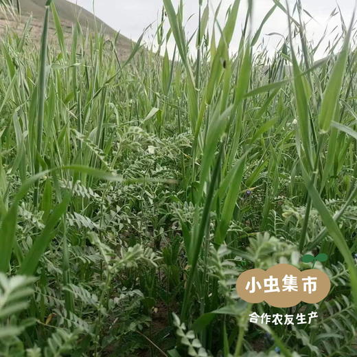 祁连山生态鹰嘴豆 500g/袋 | 合作农友生产，来自甘肃河西走廊，生产者：尹发华＆【公平贸易农人定价】 商品图12