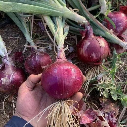 羊粪洋葱 商品图1