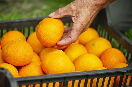 柑橘届的“爱马仕”象山红美人净重5斤 味道甘甜汁水丰盈 顺丰包邮 商品图14