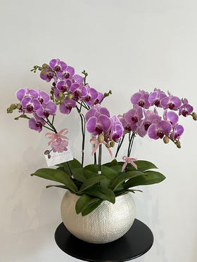 四季良辰 · 蝴蝶兰盆栽（大碗6株）