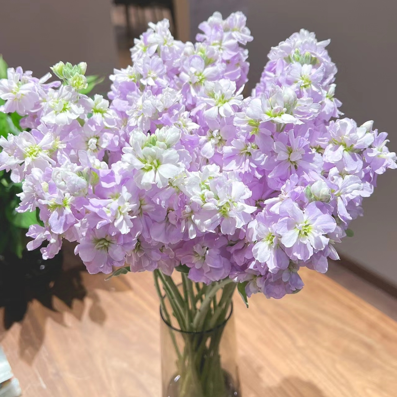 紫色紫罗兰 20枝 | 新客福利