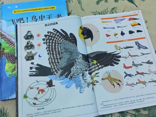 飞吧！鸟中王者：听中国猛禽讲它们的故事 商品图1