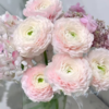 彩虹洋牡丹 20枝 | 新客福利 商品缩略图3