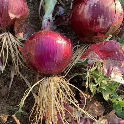 羊粪洋葱 商品图0