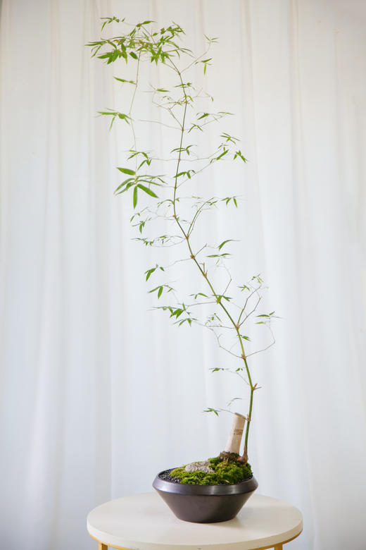 黑色盆勒竹盆栽 商品图0