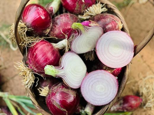 羊粪洋葱 商品图5