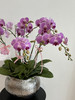 四季良辰 · 蝴蝶兰盆栽（大碗6株） 商品缩略图5