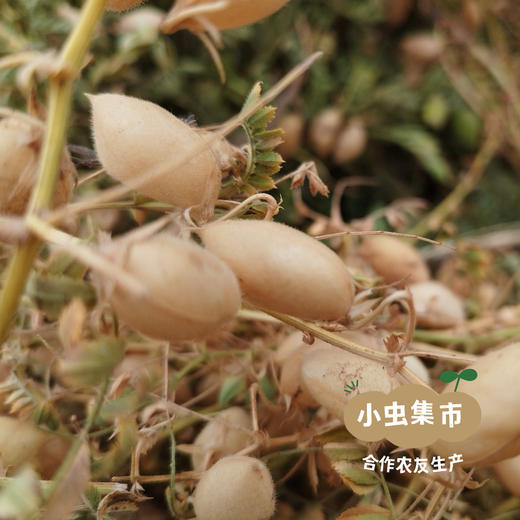 祁连山生态鹰嘴豆 500g/袋 | 合作农友生产，来自甘肃河西走廊，生产者：尹发华＆【公平贸易农人定价】 商品图8