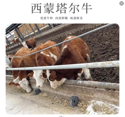 南疆牛肉【西门塔尔】菲力牛排 100g*10 商品图2