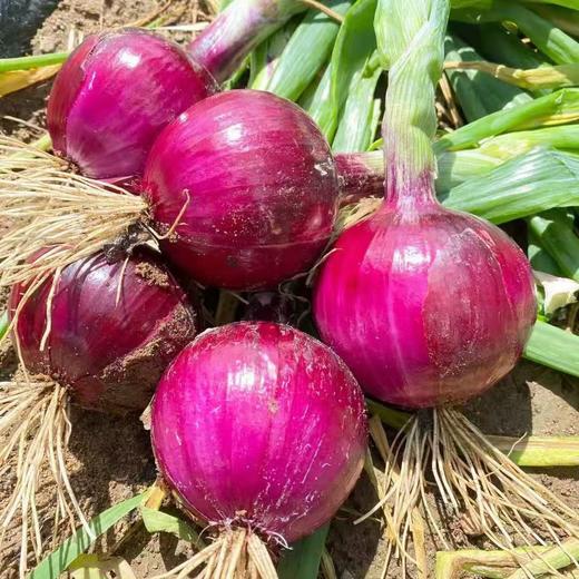 羊粪洋葱 商品图3