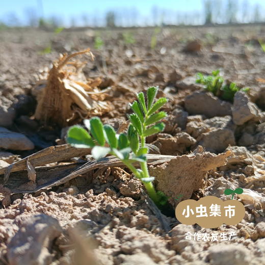 祁连山生态鹰嘴豆 500g/袋 | 合作农友生产，来自甘肃河西走廊，生产者：尹发华＆【公平贸易农人定价】 商品图7