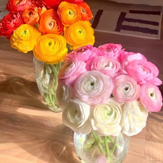 彩虹洋牡丹 20枝 | 新客福利 商品图0