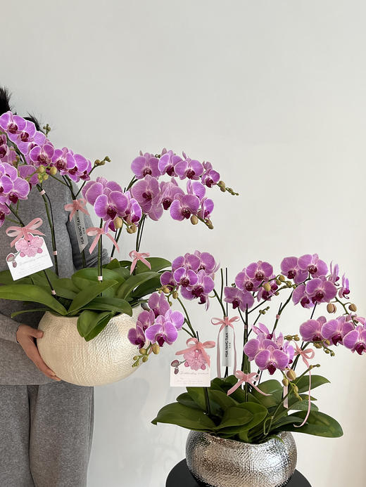 四季良辰 · 蝴蝶兰盆栽（大碗6株） 商品图6