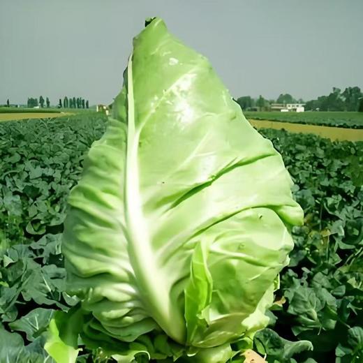 高山尖包 400g/份 商品图0