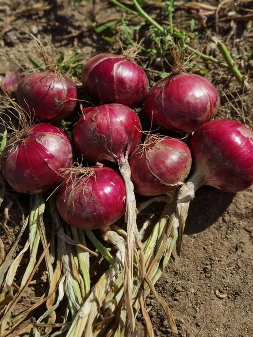 羊粪洋葱 商品图2