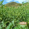 祁连山生态鹰嘴豆 500g/袋 | 合作农友生产，来自甘肃河西走廊，生产者：尹发华＆【公平贸易农人定价】 商品缩略图11