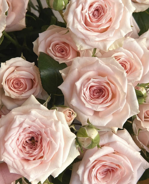 国产玫瑰-【星悦宝贝】 商品图0